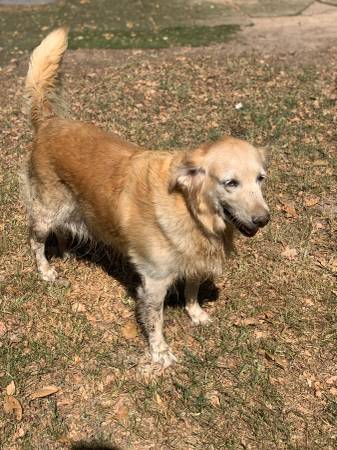 Golden Retriever-Hembra (Katy)63859317855233122