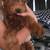 Mini Aussiedoodle 1 thumbnail