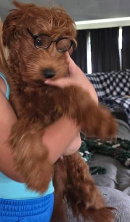 Mini Aussiedoodle 1