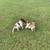 Purebred Jack Russell Puppies 3 thumbnail