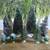 Bottle Brush Tree Lot 1 thumbnail