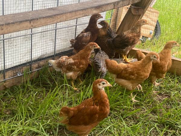 Easter Egger Chicks 1