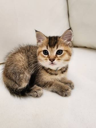 Ruga muffin mix 7 week old female kitten message me for price (Everett)63885717786627124