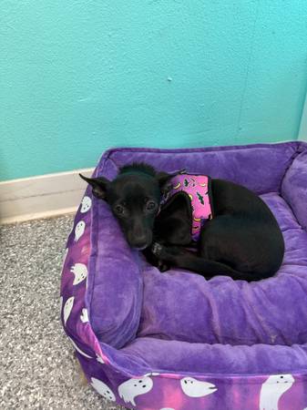 Chihuahua puppy (Auburn)63853650697859121