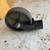 trailer hitch and ball.  trailer jack wheel 2 thumbnail
