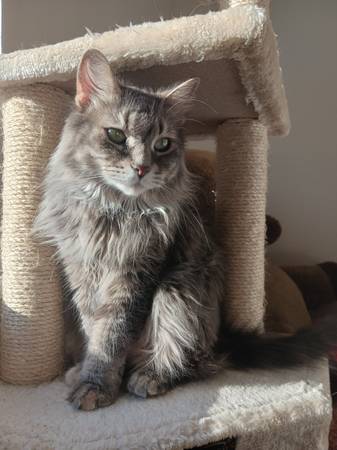 Adoption 1