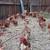 Chickens 1 thumbnail