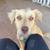 Rehoming dog 4 thumbnail