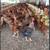 Amish Chickens 5 thumbnail