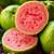 GUAVA TREES, PINK, ORGANIC 1 thumbnail