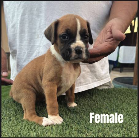 Cachorros Boxer AKC (Phoenix)64007248377218121
