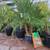 **Special Price! Healthy Pygmy palm, King palm, Staghorn Fern 5 thumbnail