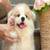 Corgi BabiesNow 1 thumbnail