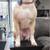 Pit bull/mini aussie puppies 4 thumbnail