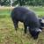 Mulefoot/kunekune cross piglets 5 thumbnail