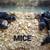 Mice 2 thumbnail