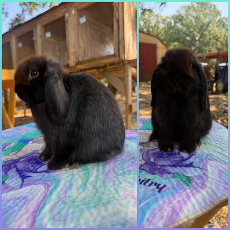 Holland lops (Olive Branch)606621414237808644