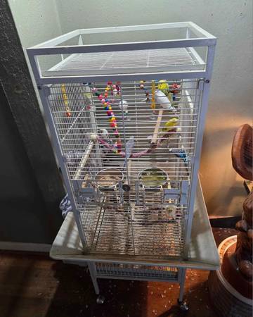 Parakeets 1