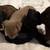8 week American bully puppies looking for their forever homes! 11 thumbnail