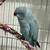 Indian Ringneck Parakeet Pair 10 thumbnail