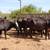 Cows 2 thumbnail