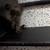 Chocolate Persian Kittens! 5 thumbnail