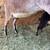Nubian Doeling 3 thumbnail