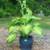 Fall Planting! Shady Yard? Hosta's are the Perfect Plant! 5 thumbnail