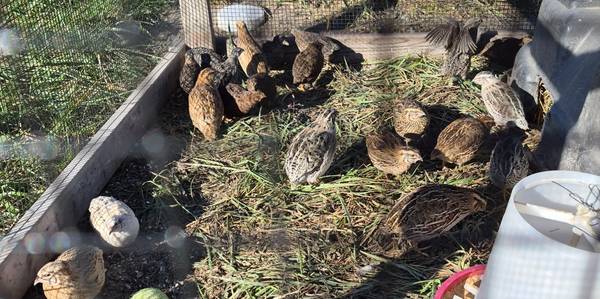 QUAIL SALE 1