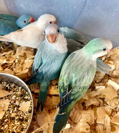 Quaker Babies 1