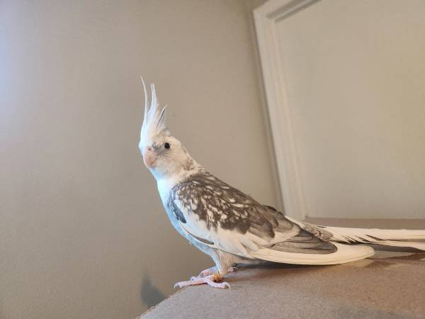 Cockatiel - sexo desconocido (Burien)63853558790401121