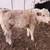Charolais Bull calf 3 thumbnail