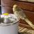 Cockatiel DNA tested male . tame & hand fed 5 thumbnail