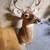 8 Point Deer Mount! 7 thumbnail