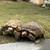 Sulcata tortoises 1 thumbnail