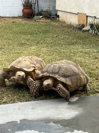 Sulcata tortoises 1