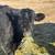 Cattle 3 thumbnail