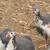Guinea fowl 2 thumbnail