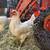 Easter Egger & Cuckoo Marans Hens Pullets 1 thumbnail