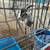 Alpine goat 4 thumbnail