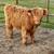 Mini Cattle 5 thumbnail