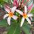 Starfish Plumeria 2 thumbnail