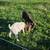 Boer Goats 4 thumbnail