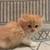 Persian kittens 4 thumbnail