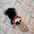 Boston Terrier Puppies 1 thumbnail