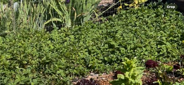 Organic Strawberry Plants 1