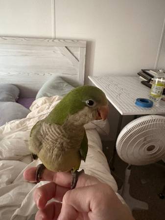 Loros Quaker bebés63670841020801122