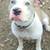 11 week old bully pup 7 thumbnail