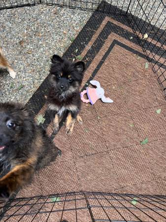 Female toy Pomeranian puppy (Black diamond)63853558403457122