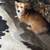 Corgi puppies 1 thumbnail
